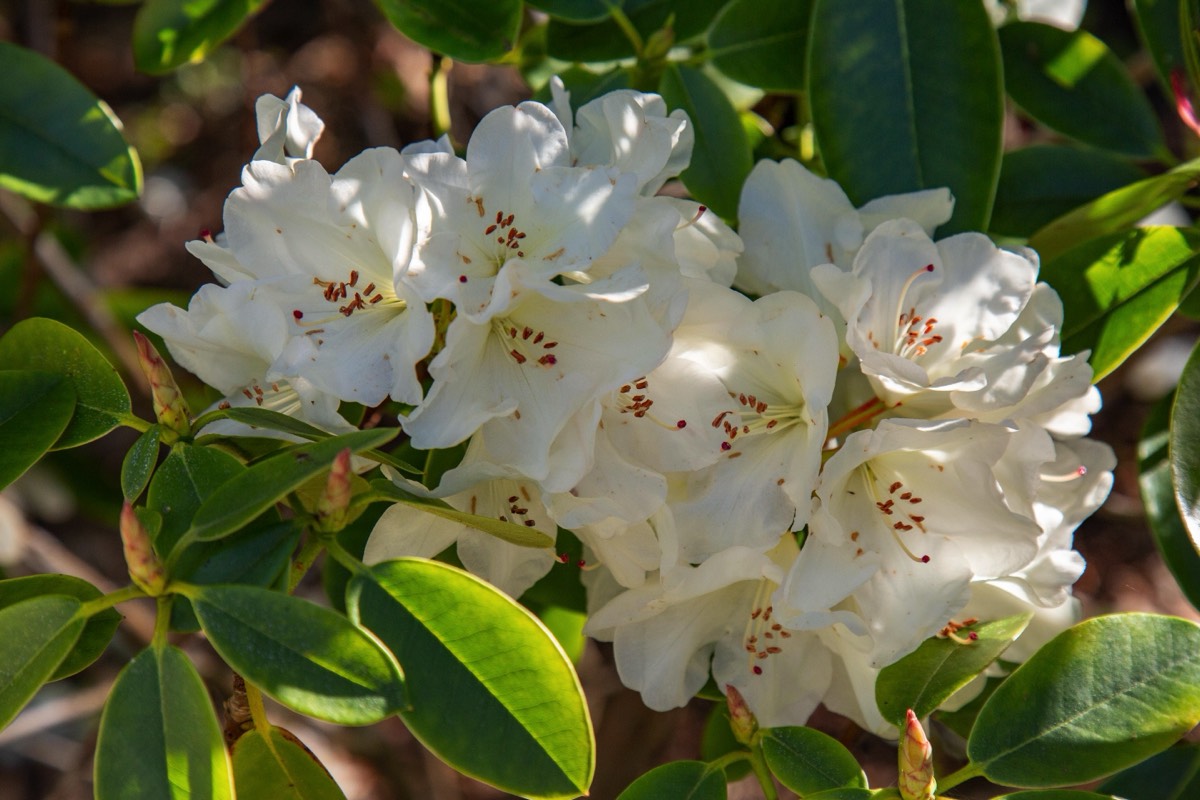 Stacks Image 4485090